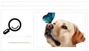 Close-up of golden retriever and blue butterfly decal on a polished glass surface