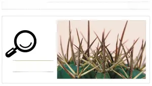 Macro shot of cactus thorns and texture detail for decorative wall sticker design