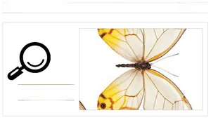 Macro detail of waterproof butterfly wall sticker with realistic wing texture and patterns
