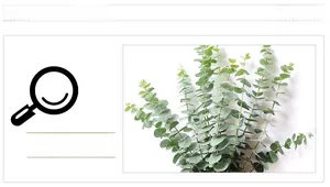 Close-up of eucalyptus leaf texture with natural silver-green waxy surface for wall decor