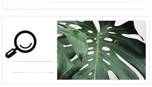 Détail d'un sticker mural feuille de monstera tropicale avec inscription love living dorée
