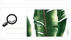 Détails d'autocollants muraux tropicaux montrant les nervures des feuilles de bananier