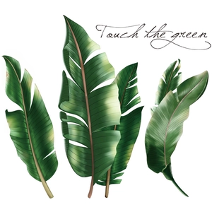 Stickers muraux artistiques de feuilles de bananier tropicales avec détails réalistes sur blanc