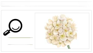 Détail macro de pétales d'hortensia blanc crème avec texture aquarelle pour adhésif