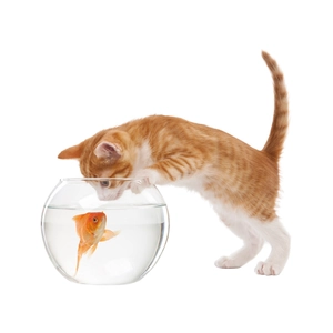 Sticker chat mignon pour abattant WC avec un chat roux et un bocal de poisson rouge