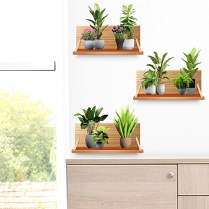 Set of three wall-mounted wooden shelves with gold metal brackets and green potted plants