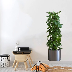 Detail view of large green potted plant on a dark gray pot for interior home wall decor