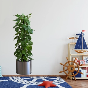 Detail of a large indoor Golden Pothos plant in a sleek silver metal cylindrical planter