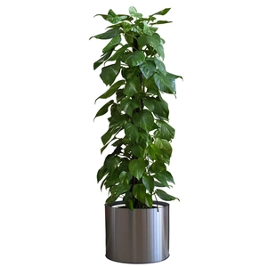 Lush green pothos plant on a climbing moss pole in a sleek silver metal cylindrical planter