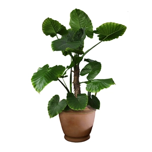 Lifelike artificial potted Alocasia plant with broad green leaves and terracotta pot