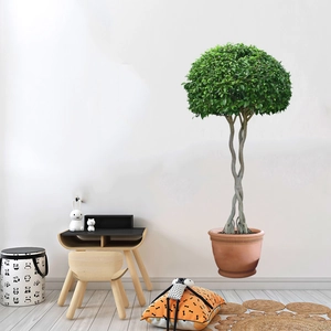 Detail of indoor green plant wall sticker with braided trunk and spherical leaves