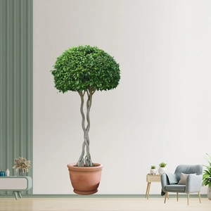 Ficus microcarpa braided stem tree in terracotta pot for modern living room decor