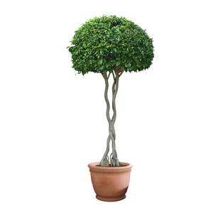 Braided ficus benjamina plant wall sticker with green leaves and a round canopy