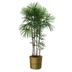 Vertical indoor green palm plant wall sticker with golden woven pot for home decoration
