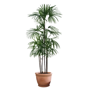 Large tropical palm plant in a clay pot, green leaf wall sticker for home decoration