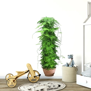 Detail of lush green wall sticker plant in brown pot for indoor home decoration