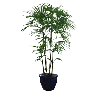Lush green potted lady palm wall sticker in a blue ceramic pot for home decoration