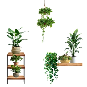 Self-adhesive wall decals featuring hanging green plants and potted succulents for decor