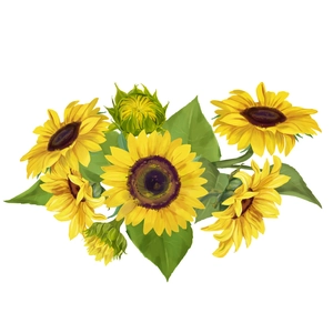 Illustrazione botanica di girasoli con foglie verdi per decorazione adesiva murale