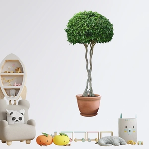 Braided Ficus microcarpa potted plant with spherical canopy for home decoration