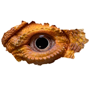 Detailed close-up of 3D cracked wall decal featuring a realistic orange reptile eye