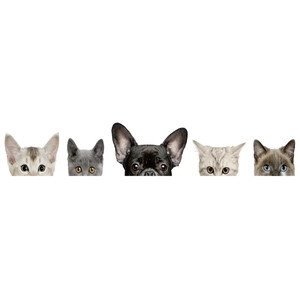 Adhesive wall decals featuring five curious peeking cats and a French Bulldog portrait