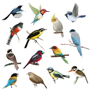 Artistic hand-painted bird wall stickers featuring magpies and parrots for home decor
