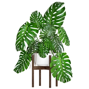 Nordic monstera plant wall sticker with white pot and wooden stand on white background