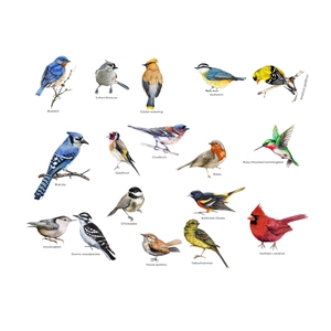 Set of 15 realistic bird wall stickers featuring cardinals, blue jays, and robins on white