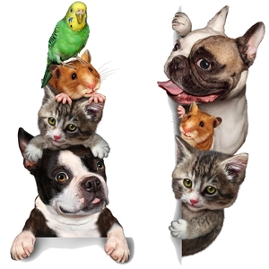 Adesivi da parete con motivi creativi di gatto cane criceto e pappagallo colorato