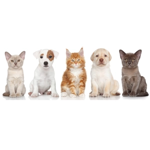 5 cute cats and dogs self-adhesive wall stickers for home living room decor