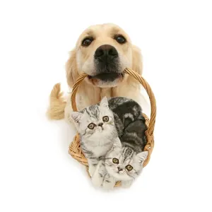Stickers muraux chat 3D réalistes avec golden retriever et chatons dans un panier tressé