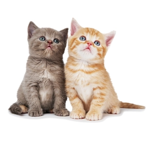 3D adhesive wall decal featuring cute grey and orange tabby kittens on white background