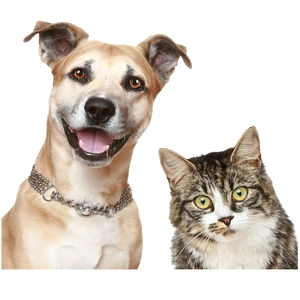 3D realistic cat and dog wall stickers with cute brown puppy and tabby cat portraits