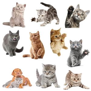 Vari adesivi murali con gattini e cuccioli carini in pose giocose per la casa