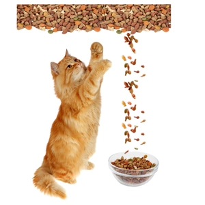 Orange long-haired cat grabbing dry kibble falling into a glass bowl on white background
