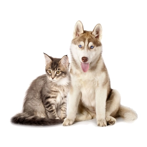 Cute wall stickers featuring a fluffy tabby Maine Coon kitten and a blue-eyed Husky puppy