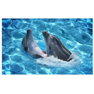 Détail de deux dauphins gris sautant d'une eau bleue cristalline sur un sticker mural vif