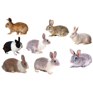 Removable rabbit wall stickers featuring various breeds for nursery and bedroom decor