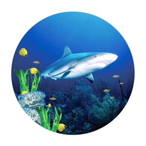 Detail of round ocean wall decal featuring a grey shark, tropical fish and coral reef art