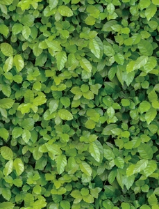 Lush green leaf self-adhesive wallpaper for ceiling and wall decoration in living rooms
