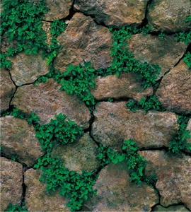 Macro detail of realistic brown stone wall wallpaper with green leaf vine accents