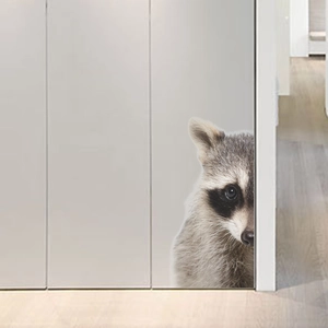 Creative realistic raccoon wall sticker for children's rooms and furniture decoration