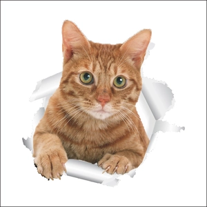 Detailed 3D orange tabby cat sticker appearing to break through a white torn wall surface