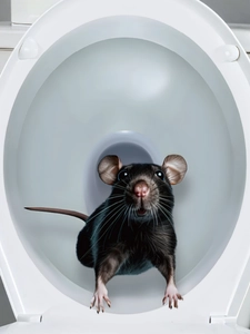 Macro detail of a 3D realistic mouse wall sticker applied on a white toilet lid cover