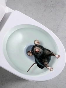 3D realistic mouse peaking from toilet wall sticker made of waterproof PVC material