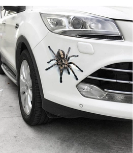 3D realistic spider car sticker showing shadow details on white vehicle bumper
