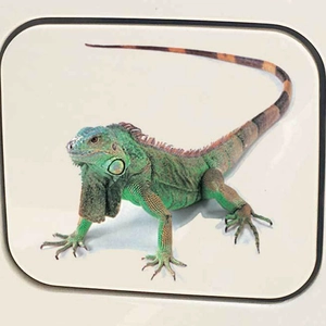 Realistic green iguana 3D cartoon car sticker with vibrant scales for scratch decoration