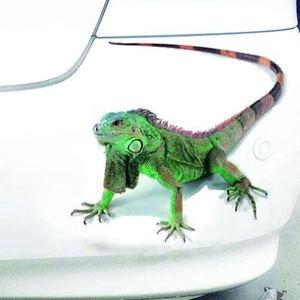 Funny 3D green iguana lizard car sticker for scratch cover and vehicle decoration
