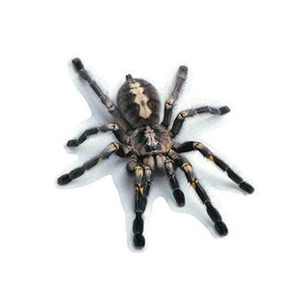 Realistic 3D spider car sticker with yellow markings on black body for scratch cover